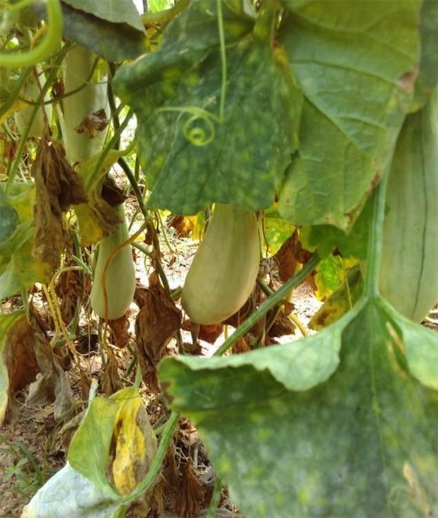 老农种植"羊角蜜", 带出去一车只卖半箱