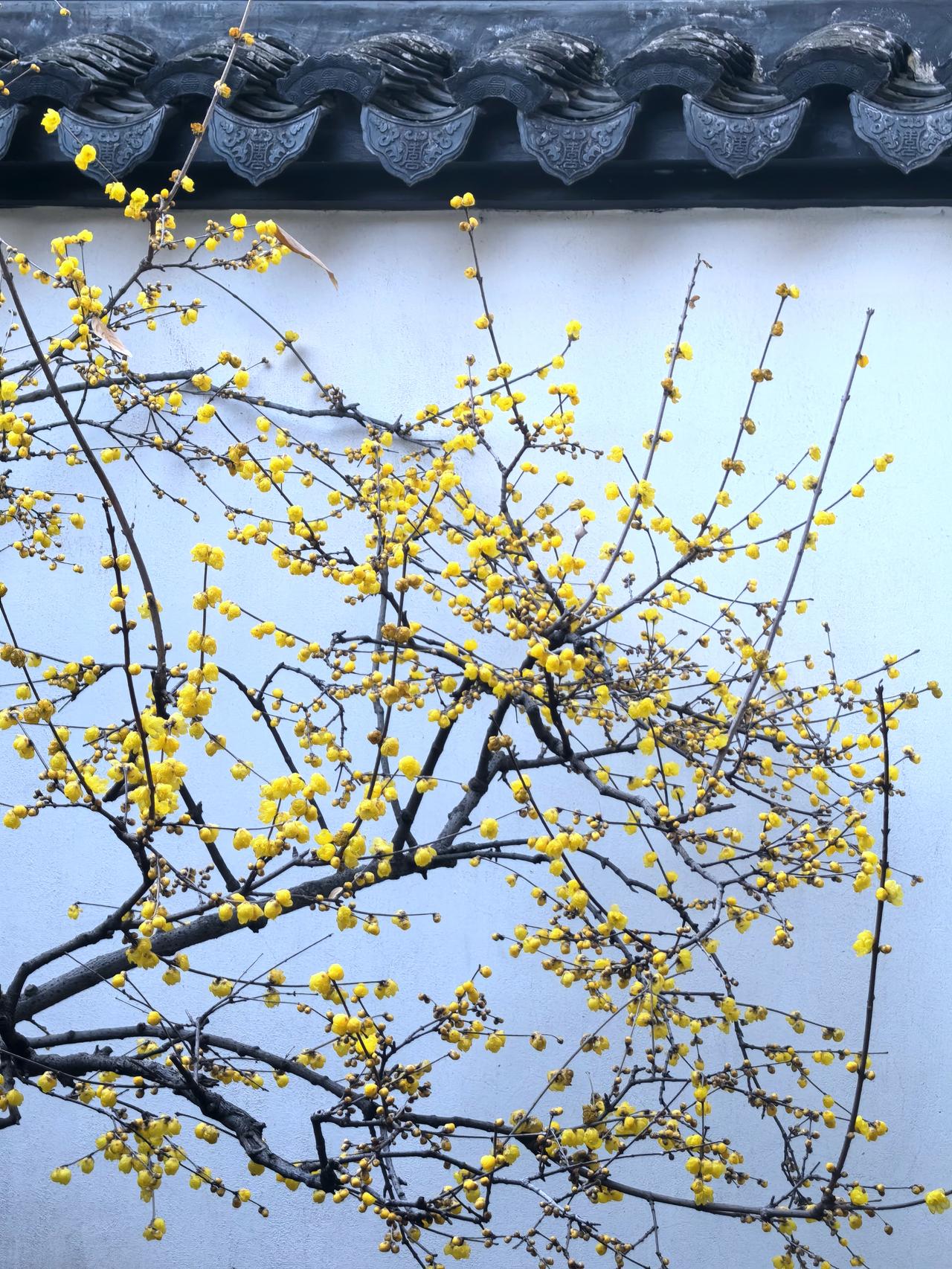 冬访居士林，遇见苏州梅好。三九寒冬，从津城抵姑苏，赴佛教居士林，恰遇一场清欢满盈