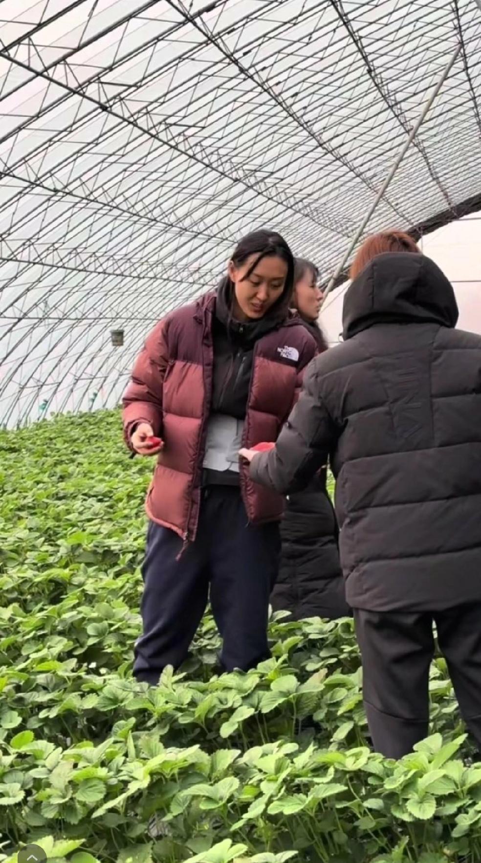 山东女排今天大赛前采草莓放松！山东女排在大庆油田参加完三强对抗赛后，距离排超联赛