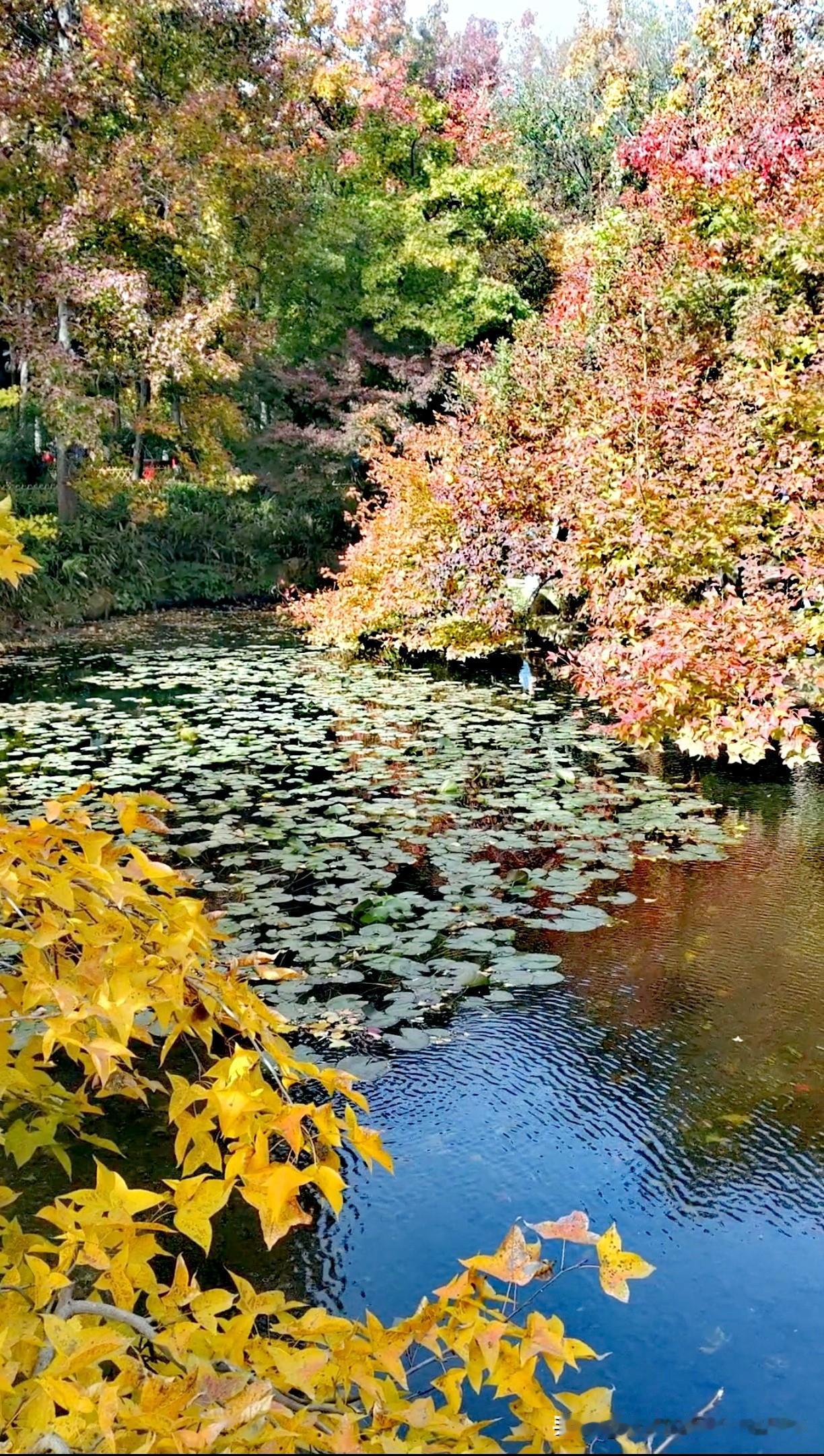 拍风景是在捕捉美好的瞬间。那一刻，我与自然相融，心灵格外平静。掏出手机，定格这