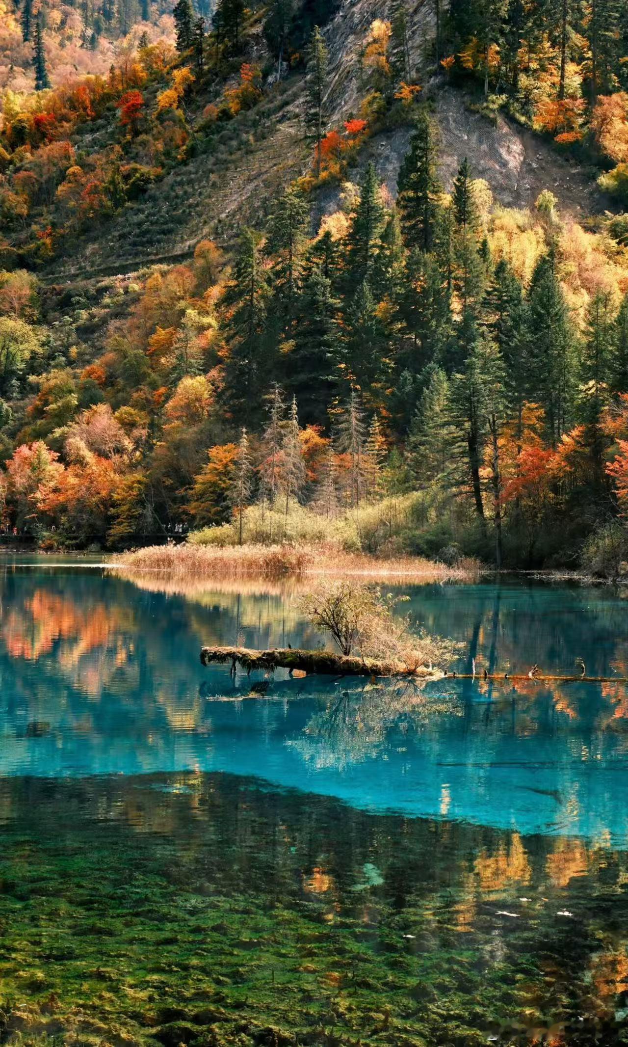 2025四川省文化和旅游发展大会锦绣四川邀客来!近千家A级景区里,九寨沟彩林如