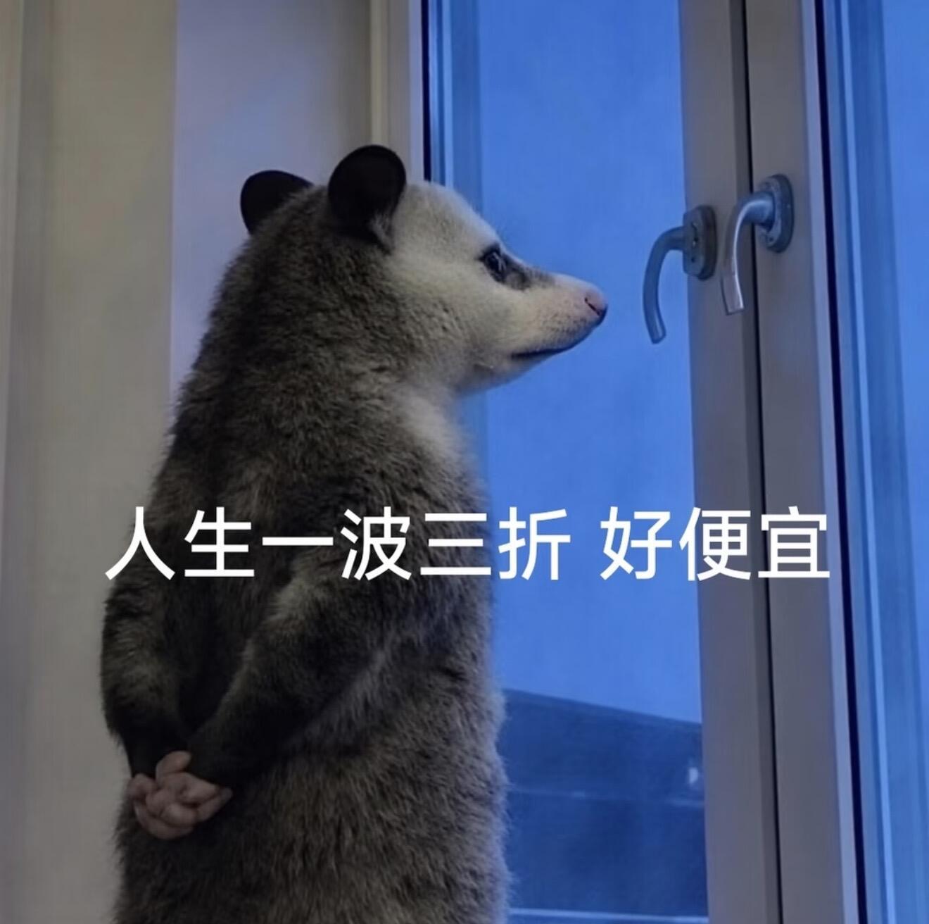 负鼠表情包夯爆了～🐭