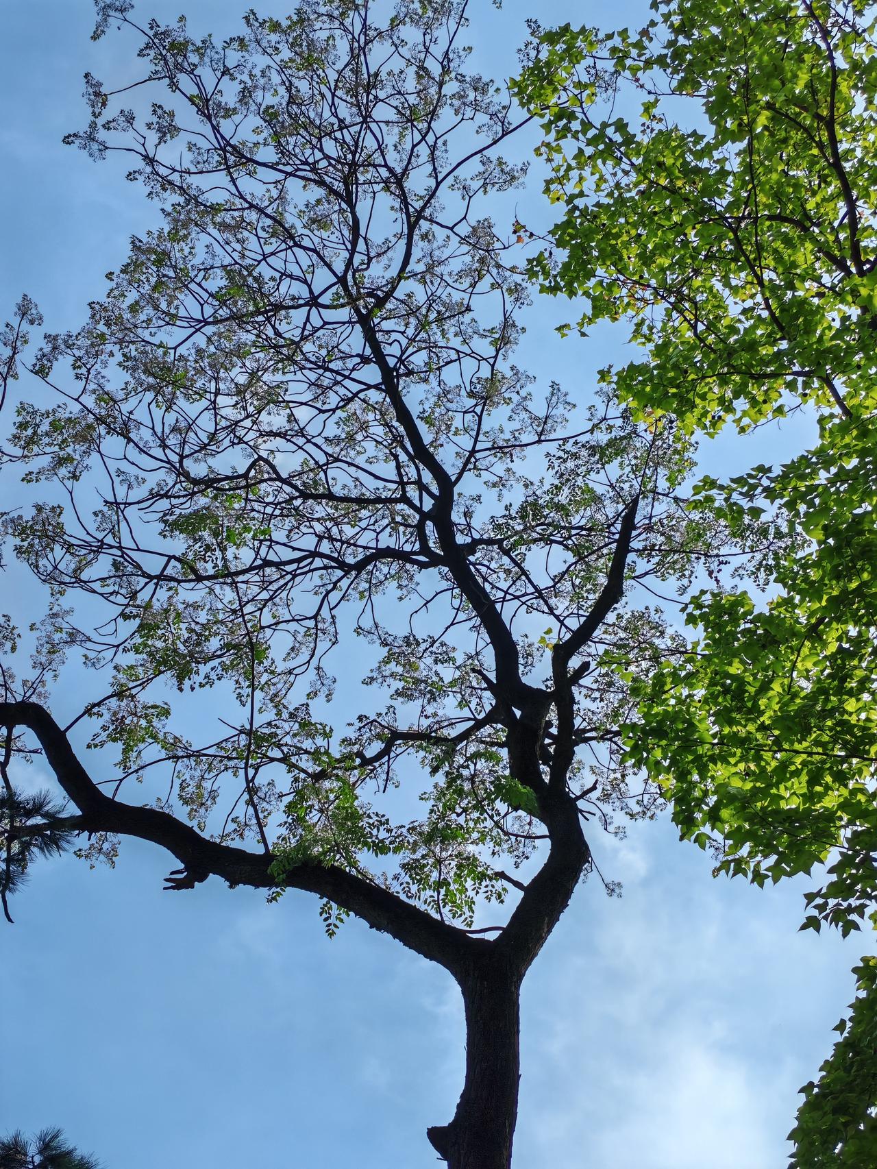 苦楝树（学名：Meliaazedarach）是楝科落叶乔木，又名楝树、紫花树、