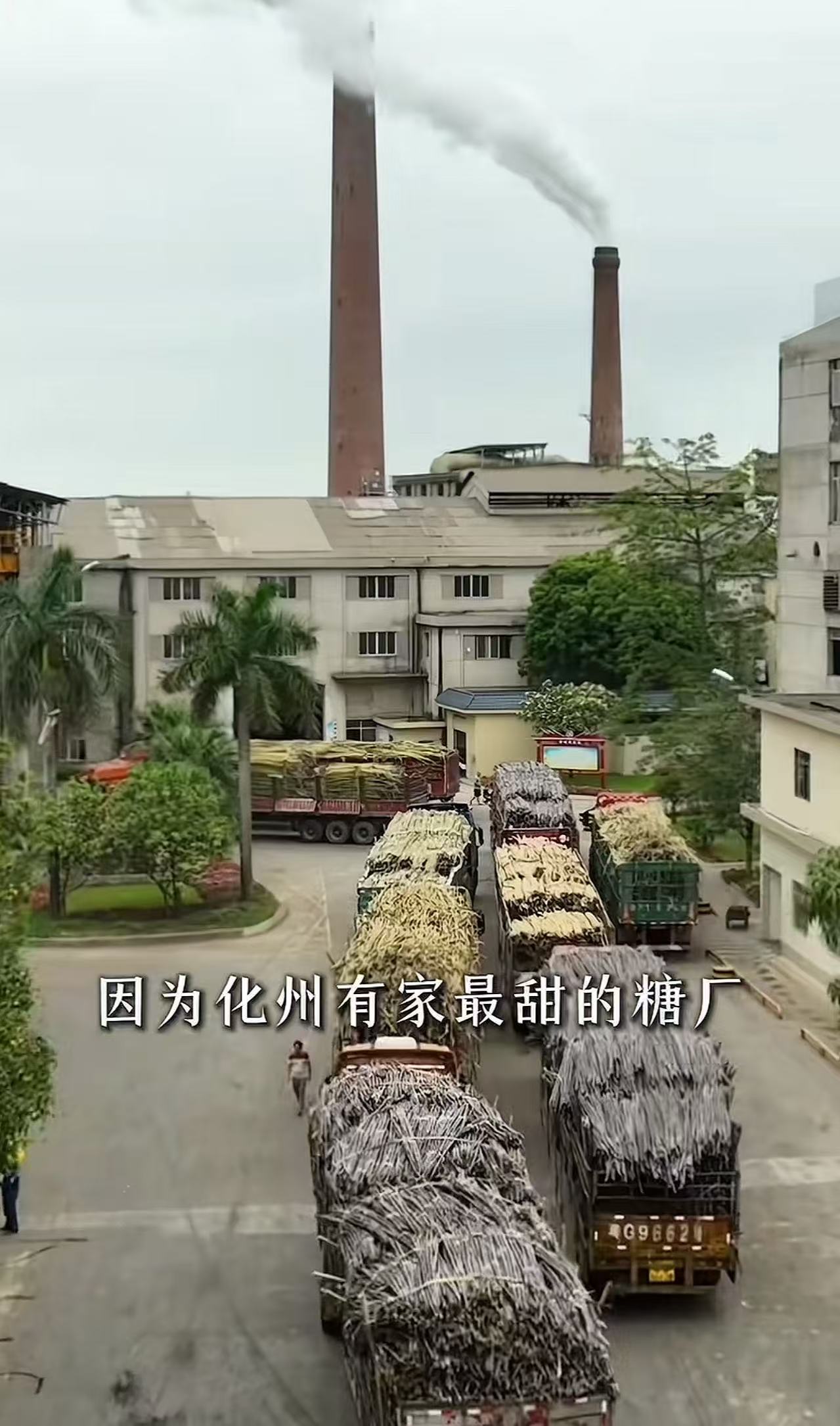 这就叫格局！广东一家糖厂，立了个新规矩，让全网轰动了！凡是拉甘蔗来厂的大货车，只