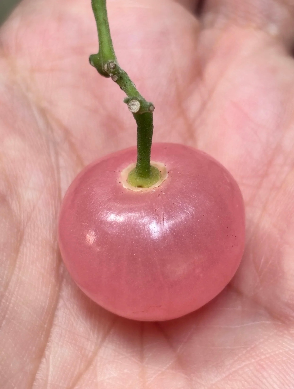 一些探索世界成为小大人的常识tips：1、扶梯不要踩2号板。扶梯一共有三块踏板，