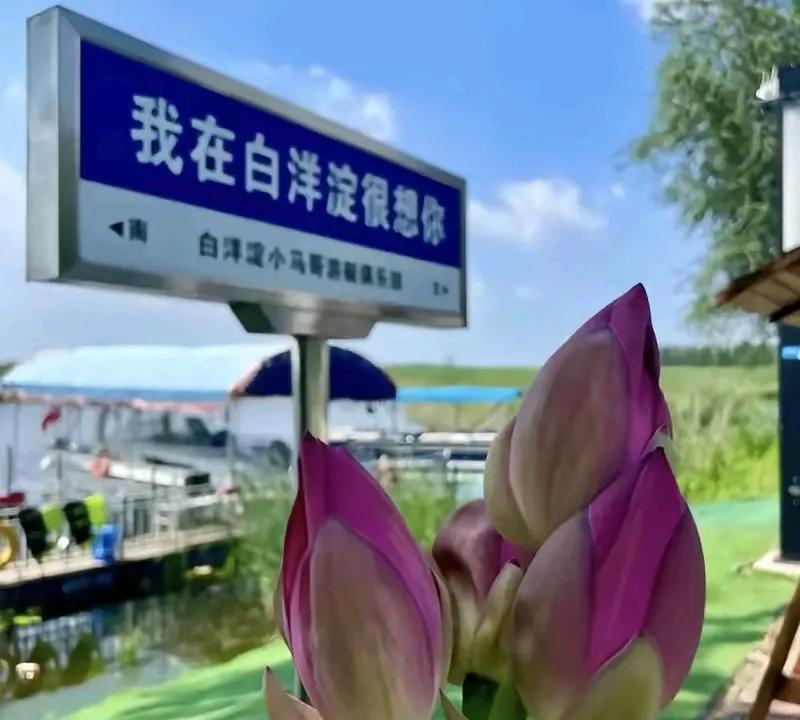 白洋淀扎胎的事一出，河北文旅一年白忙活。几年前我在白洋淀吃过一盘荷叶炒鸡蛋，8