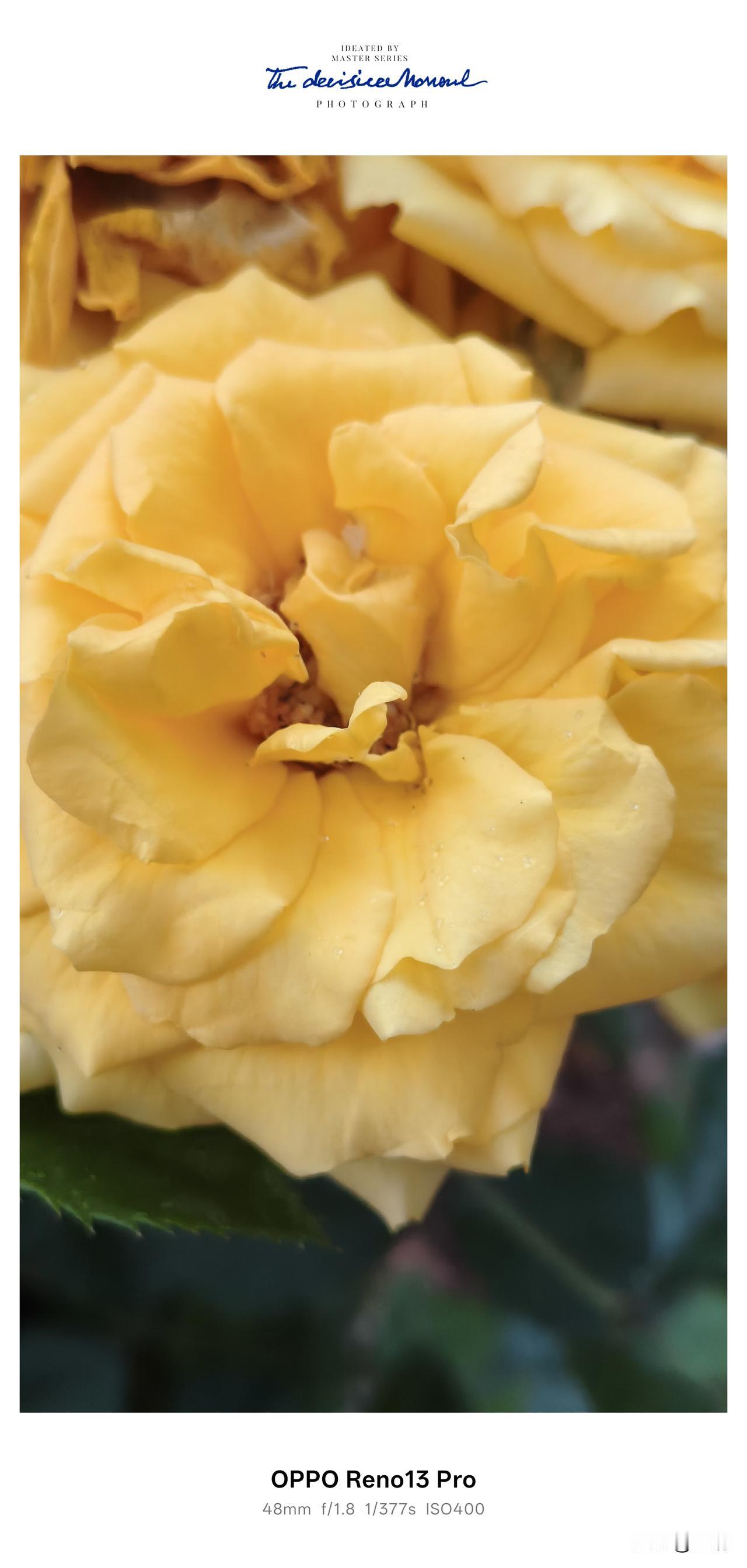 小院一隅，一株黄月季开得热热闹闹✨明媚的鹅黄层层叠叠，瓣边缀着细碎水珠，鲜亮又