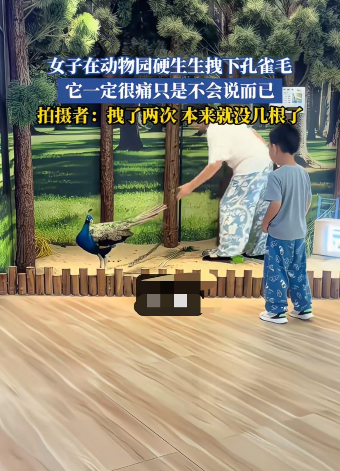 狠狠的罚，一根至少5000！河南一个奶奶带着孙子在动物园看到一只漂亮的孔雀，她