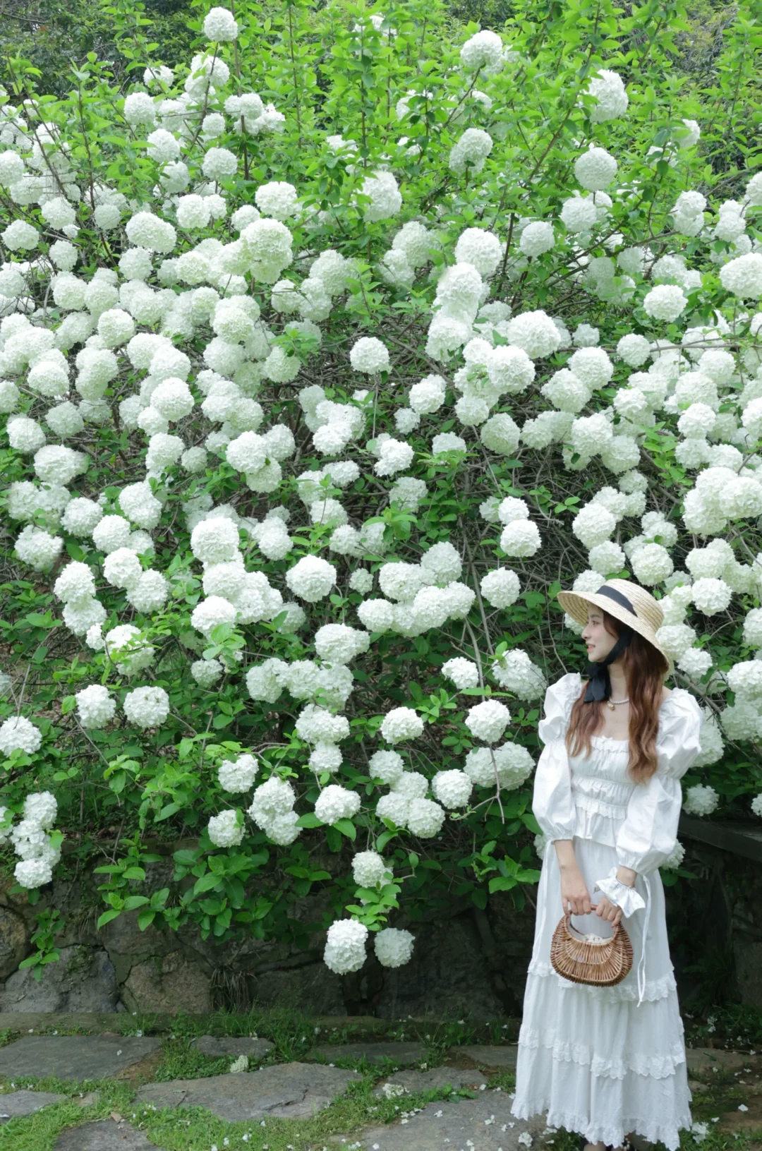 接下来的武汉，这4️⃣处绣球真的美哭我😭！！