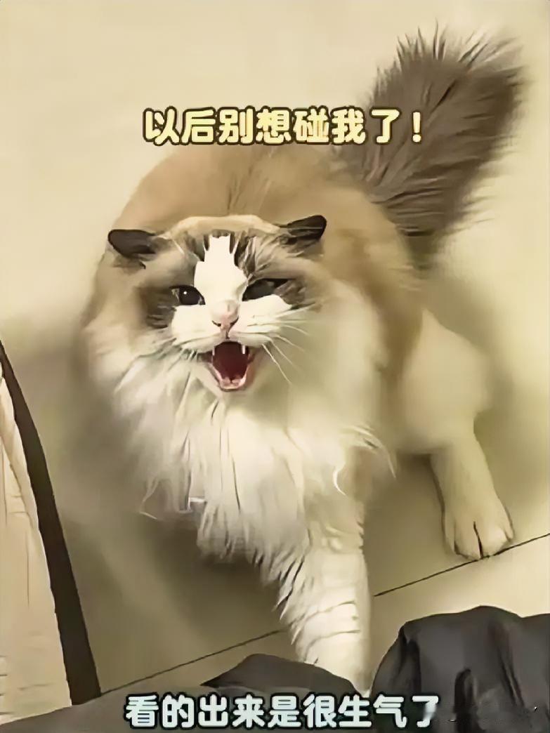 主人摸了流浪猫后没洗手就回了家，自家的布偶猫挡在门口当场就炸了毛，紧紧揪着主人的