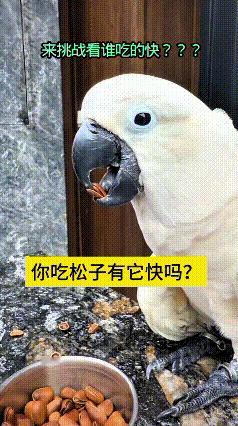 这视频我反复看了好几遍，属实被这只鹦鹉惊艳到了！它嗑松子的手法特别熟练，坚硬的松