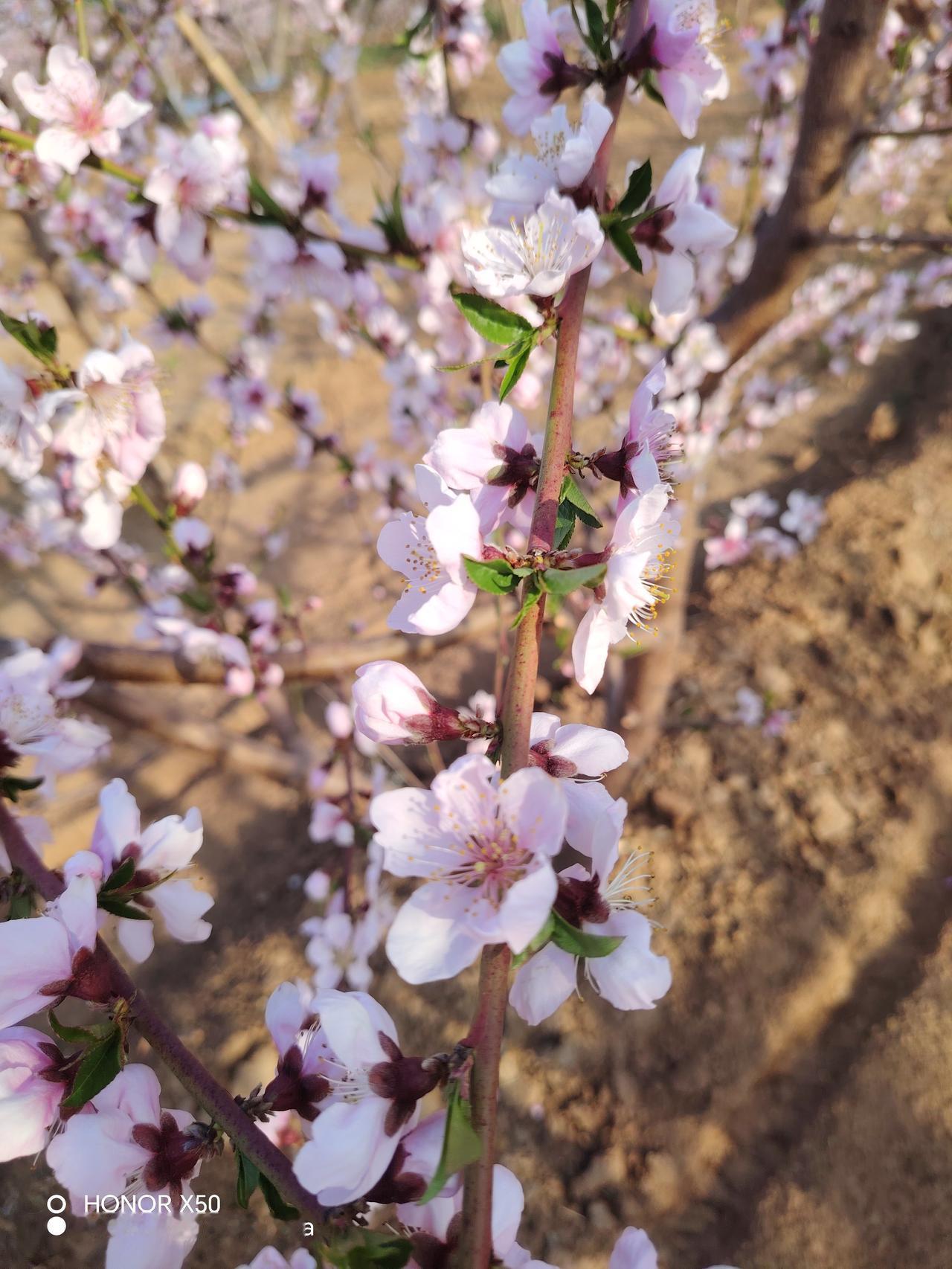 春日生活打卡季春天来了，万物复苏，粉红色的桃花开了，招来一群小蜜蜂来采蜜，春风吹