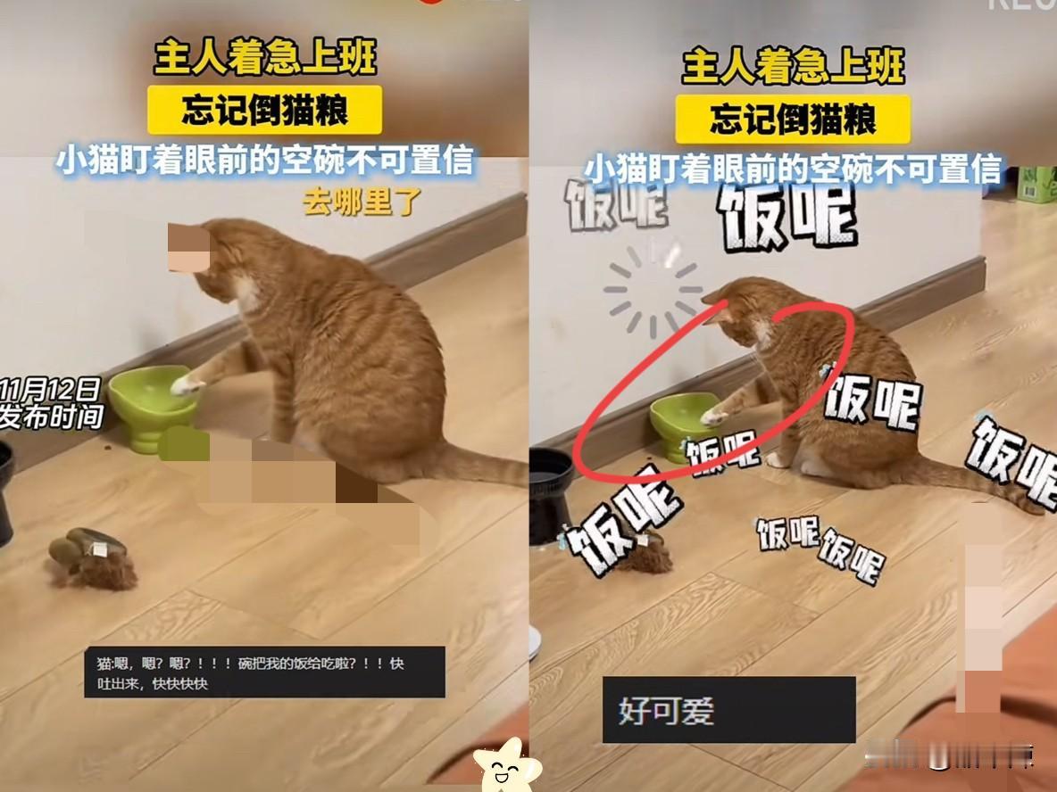 杭州有个女孩早上起晚了，慌慌张张出门上班，连早饭都没顾上吃，顺带把家里的猫也忘了