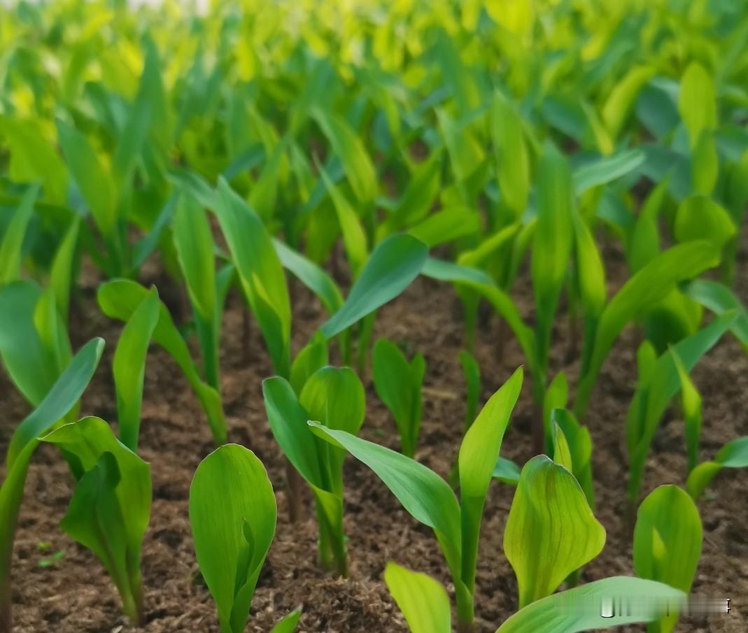 老铁们，咱农民种地谁不想多挣点钱？过去一亩地种玉米小麦，忙活一年刨去成本也就剩个