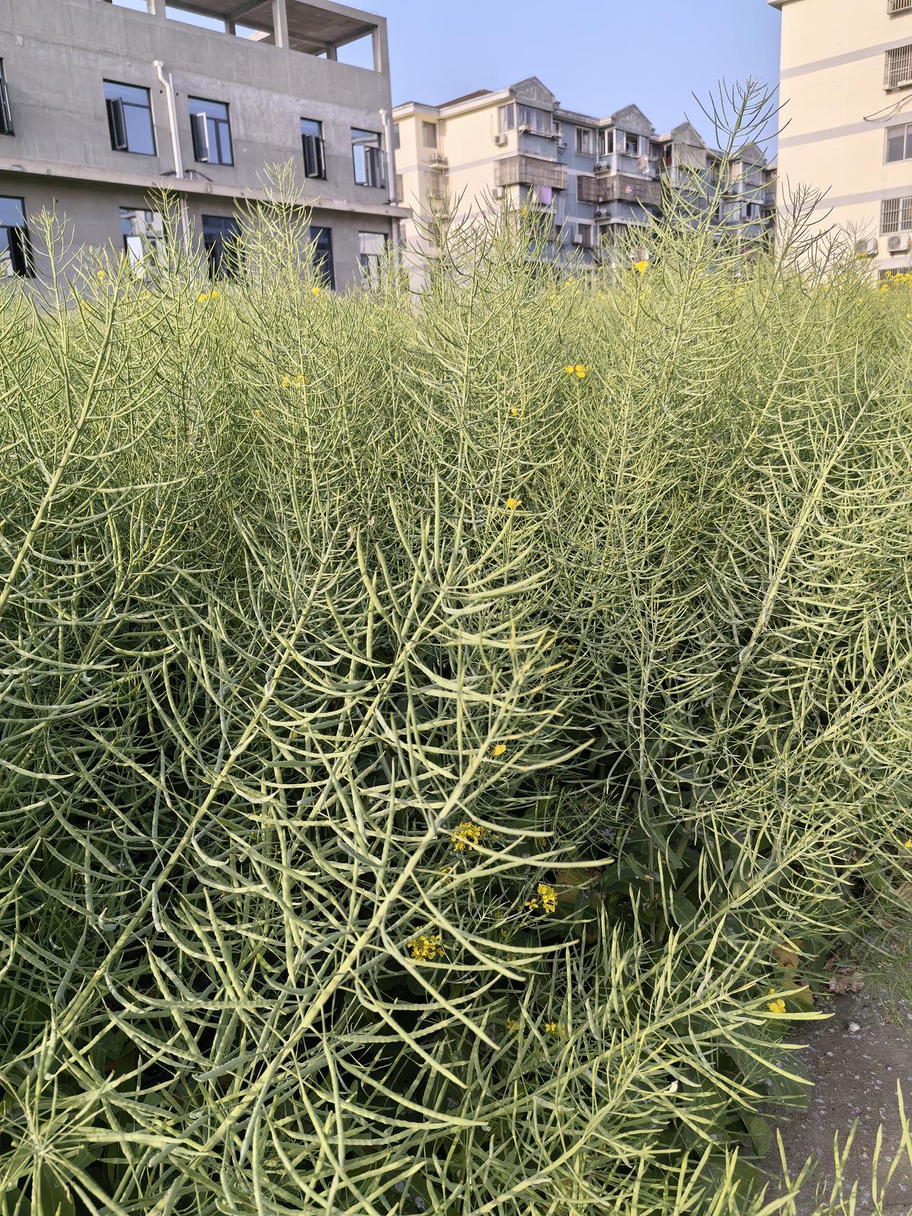 邻居的油菜籽600斤一亩，少见！罕见！极其罕见！他的油菜能获得如此高产量，既