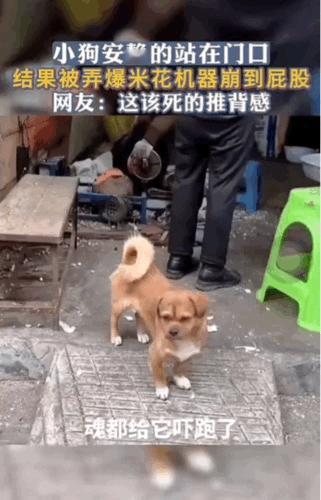 “哈哈，笑不活了”！狗子差点被吓破胆。一只狗子悠闲的站在门口，它东看看西瞧瞧，好