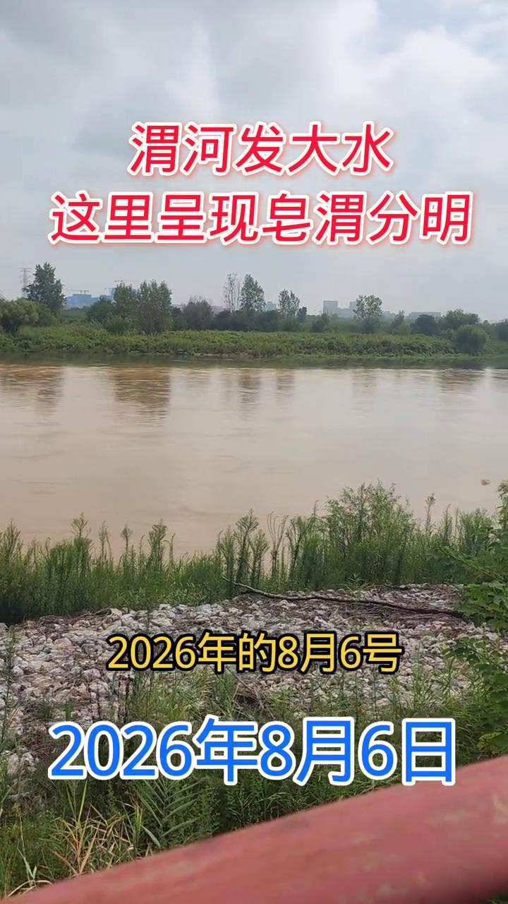 渭河发大水，这里呈现皂渭分明。2026年8月6日，可以说是名副其实的皂渭分明了