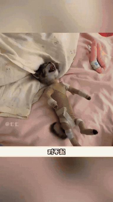 万万没想到!广东,一博主养的宠物猫被咬了,身体出现了皮下水肿症状,肿的像气球一样