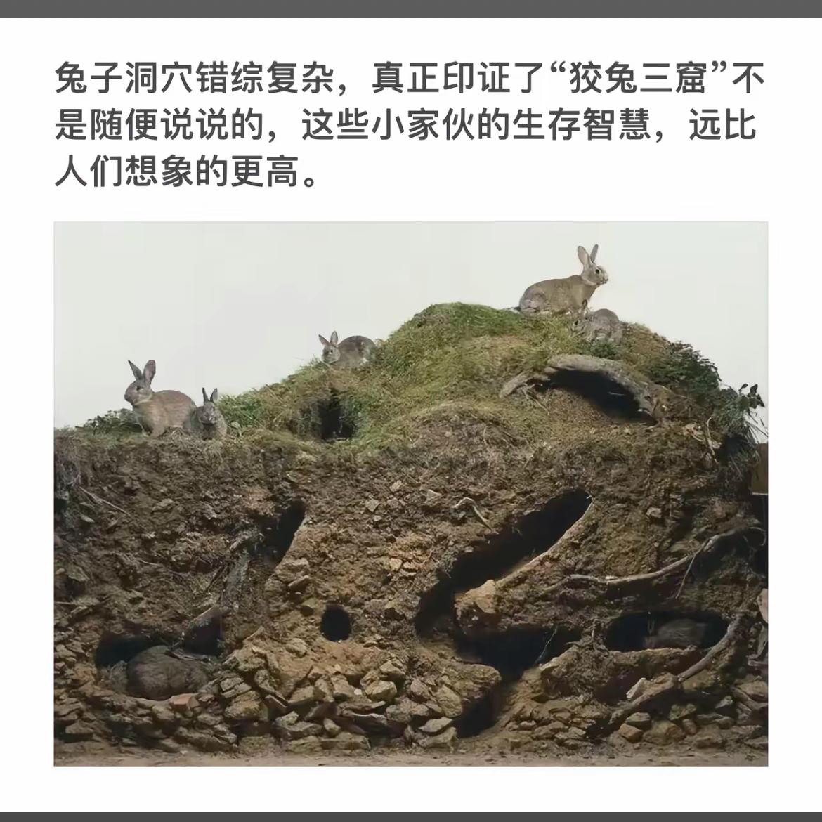 狡兔三窟，生存智慧超乎想象！