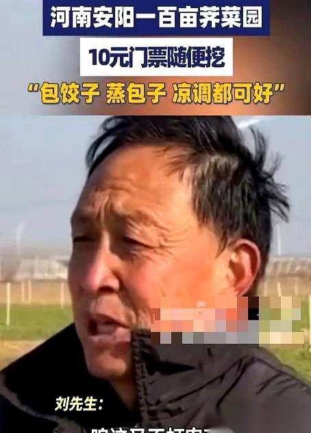 河南这哥们儿，100多亩荠菜，眼看就要全烂地里了。站在地头，估计心都凉透了。