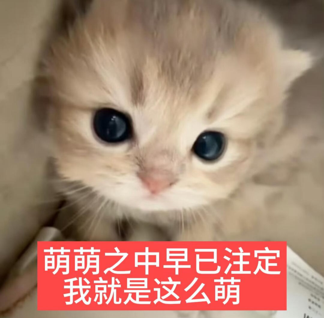 表情包假如猫咪会说话​​​