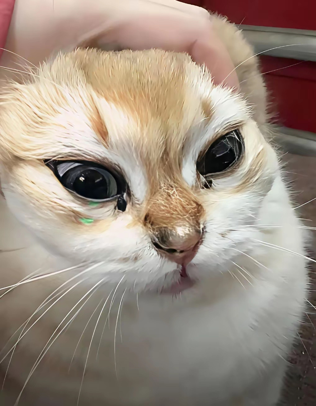 发现一个猫形水果​​​