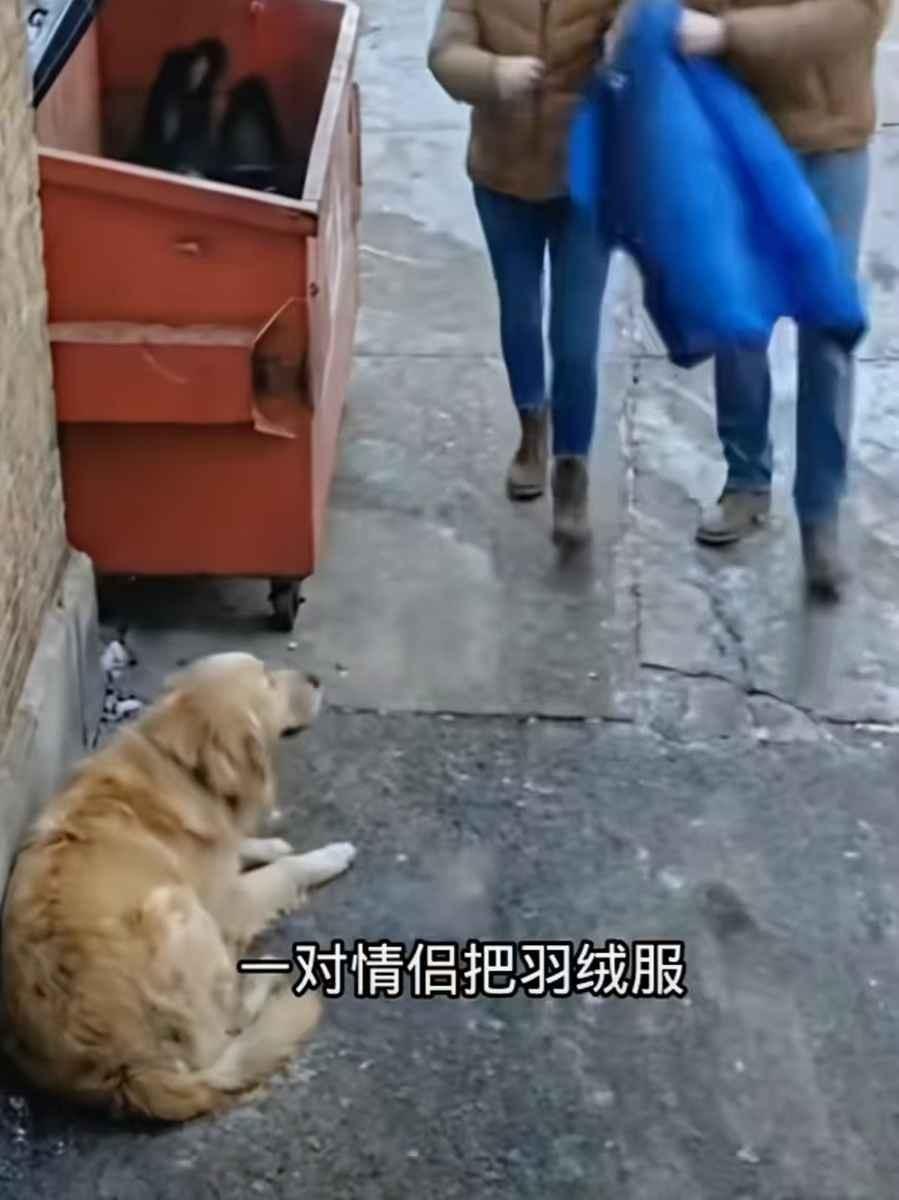 狗狗叼着羽绒服跑开，两个路人打赌它会给自己铺窝。跟过去一看，它把衣服给了一个冻得