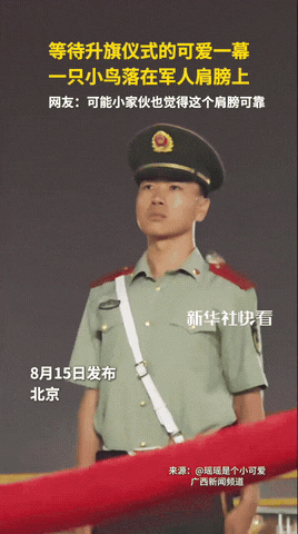 太可爱了！北京，等待升旗仪式时，一只小鸟落在军人肩膀上，悠闲惬意安心的四周观望，