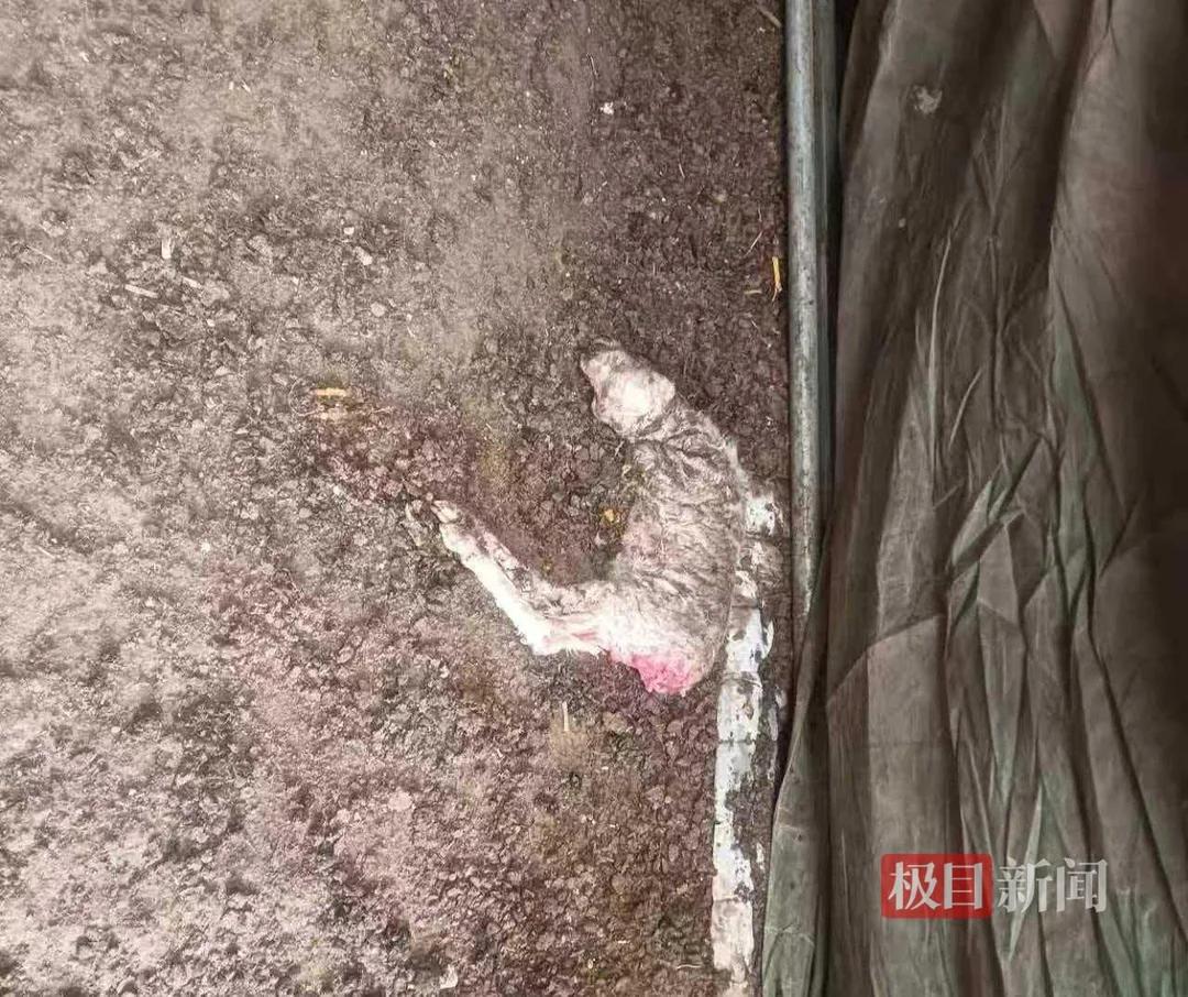 交朋友要慎重。山西晋中。赵女士说自家养了200只羊，突然死了120只，110