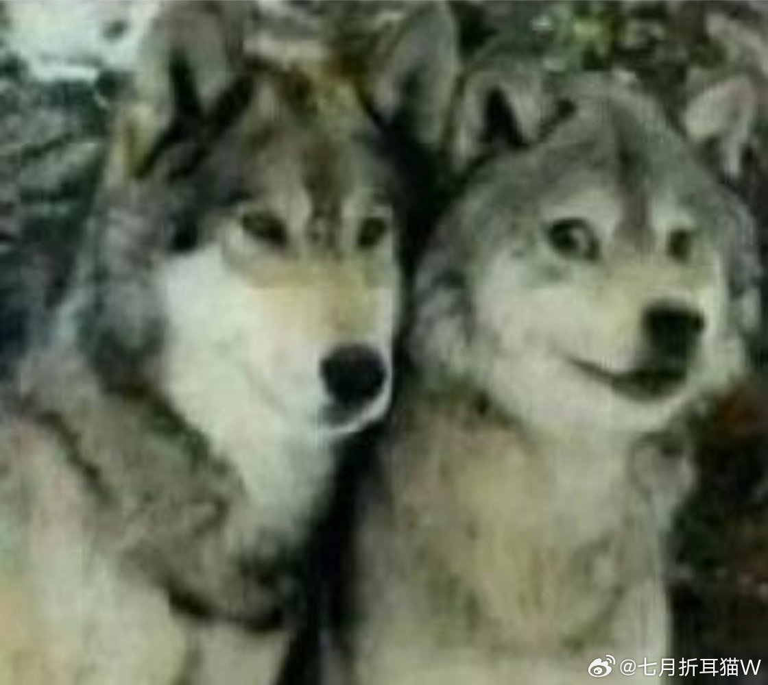 原来软柿子在人群里这么明显原来这么明显，眼神清澈而愚蠢，就像人群里的大学生