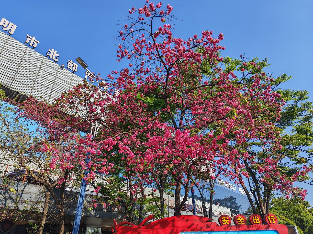 在依法治国的前提下，没有哪个民族的信仰可以凌驾于法律之上。别的民族尊重