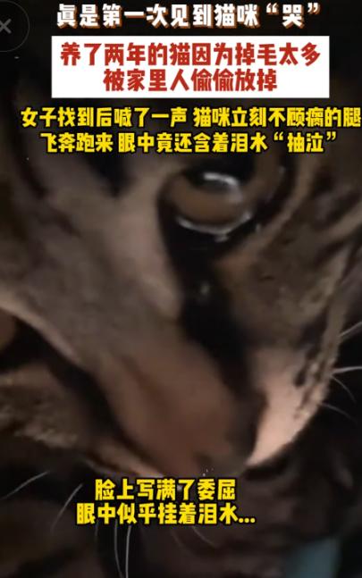 看哭了。6月20日，河南，一只瘸腿猫被家人遗弃，可当女主人回头寻它时，它竟拖着残