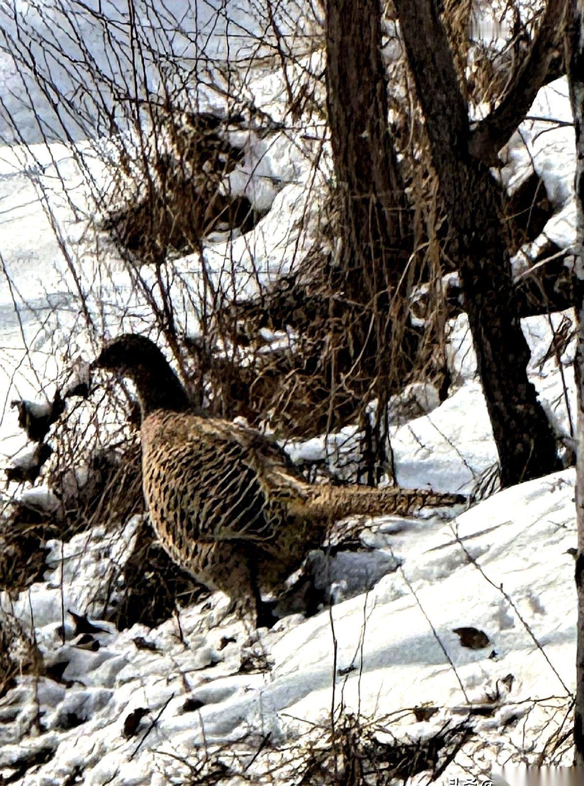 说出来你可能不信。就在乌鲁木齐市中心，红山公园对面那个小公园，雪地里。一只活