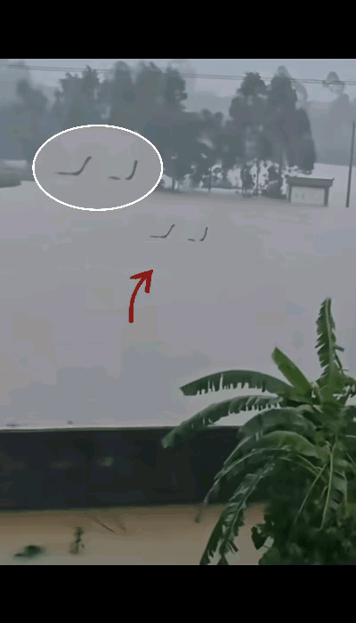 这蛇跑出来跟恐龙似的，有可能是幼年恐龙哟，这一看就不是眼镜蛇，应该是尼斯湖水怪