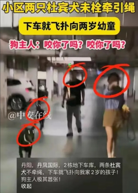 丹阳两只杜宾犬的最新后续：嚣张的主人夫妻已经找到，警方经过三天的辛苦一户一户排查