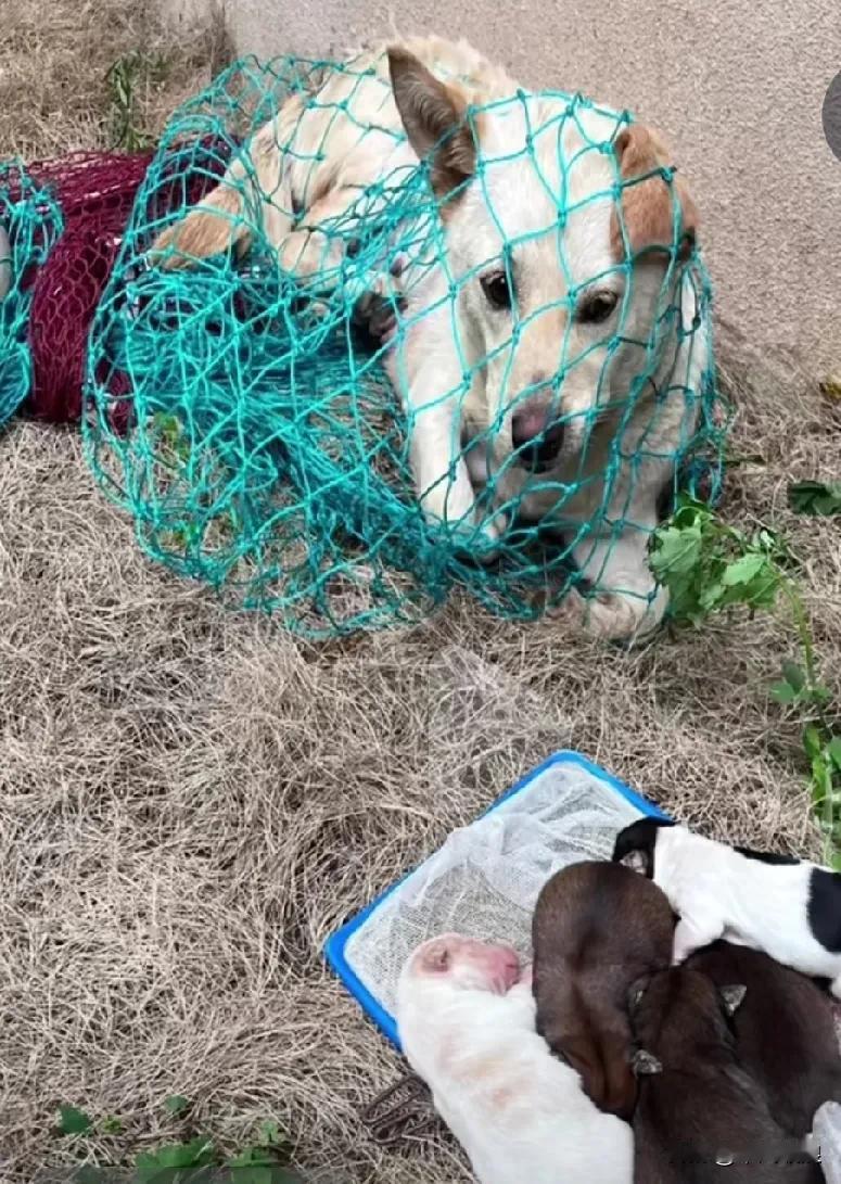 流浪狗和孩子被保安强行套住带走隔开，狗妈妈听到孩子没奶吃饿得嗷嗷叫，心如刀绞，那