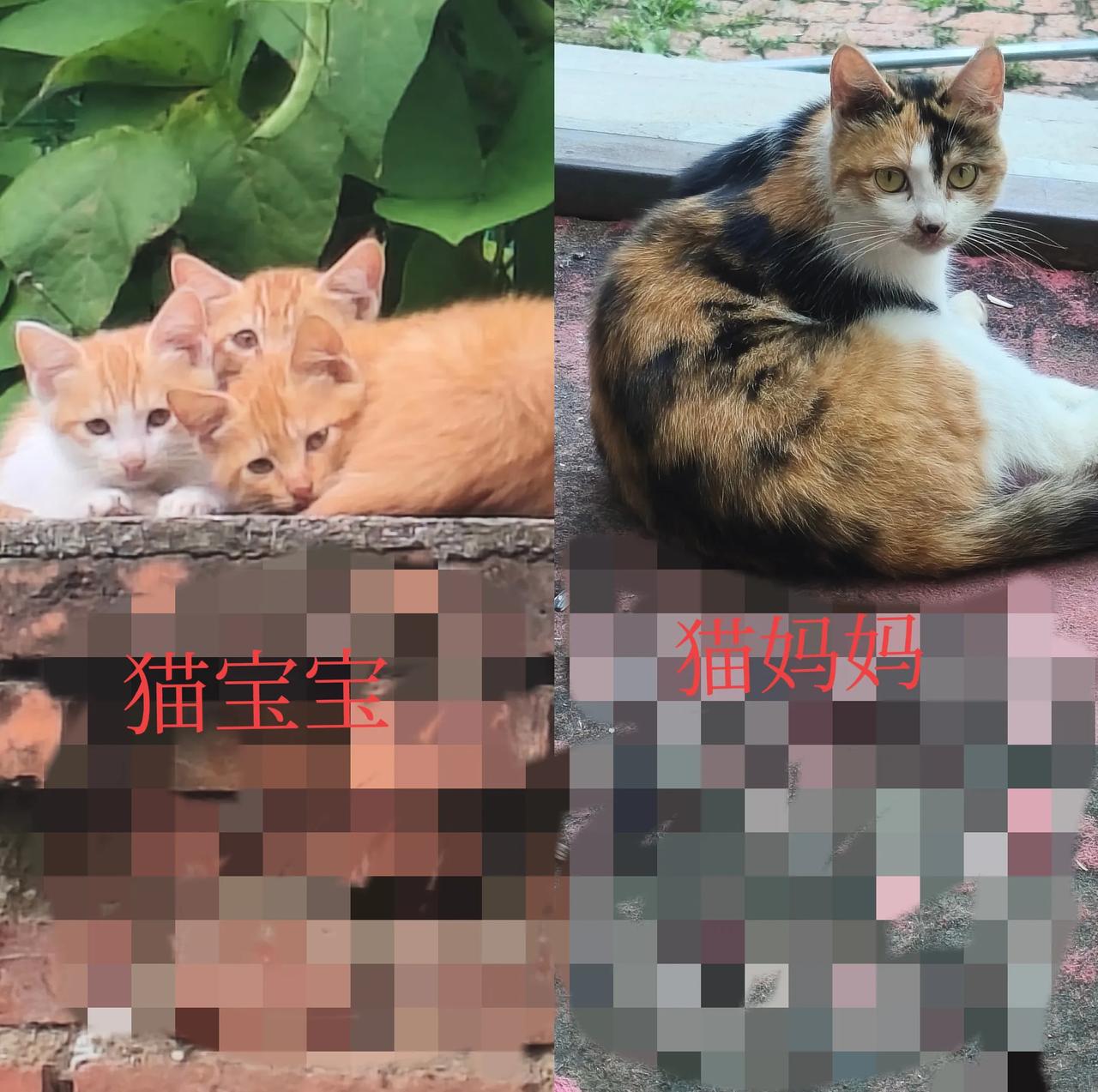 家人们谁懂啊！今天看到三只小黄猫，那小眼神一和我对上，我的眼