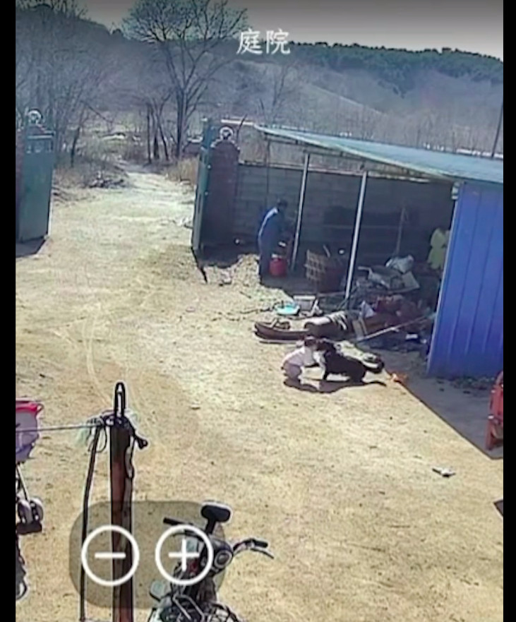 【养了十几年的狗因护食咬伤了女儿，主人没舍得杀，而是将它卖了！】3月16日，在辽