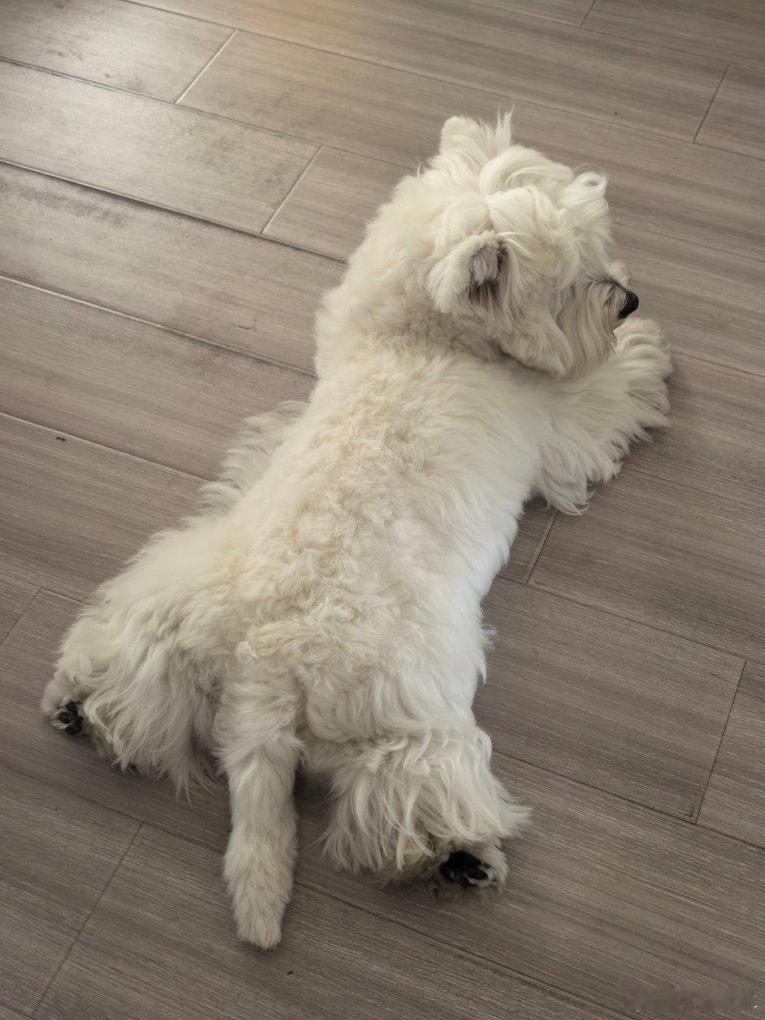 起床了，收拾行李，这次又出差一周，有点舍不得我的小狗😭😭😭