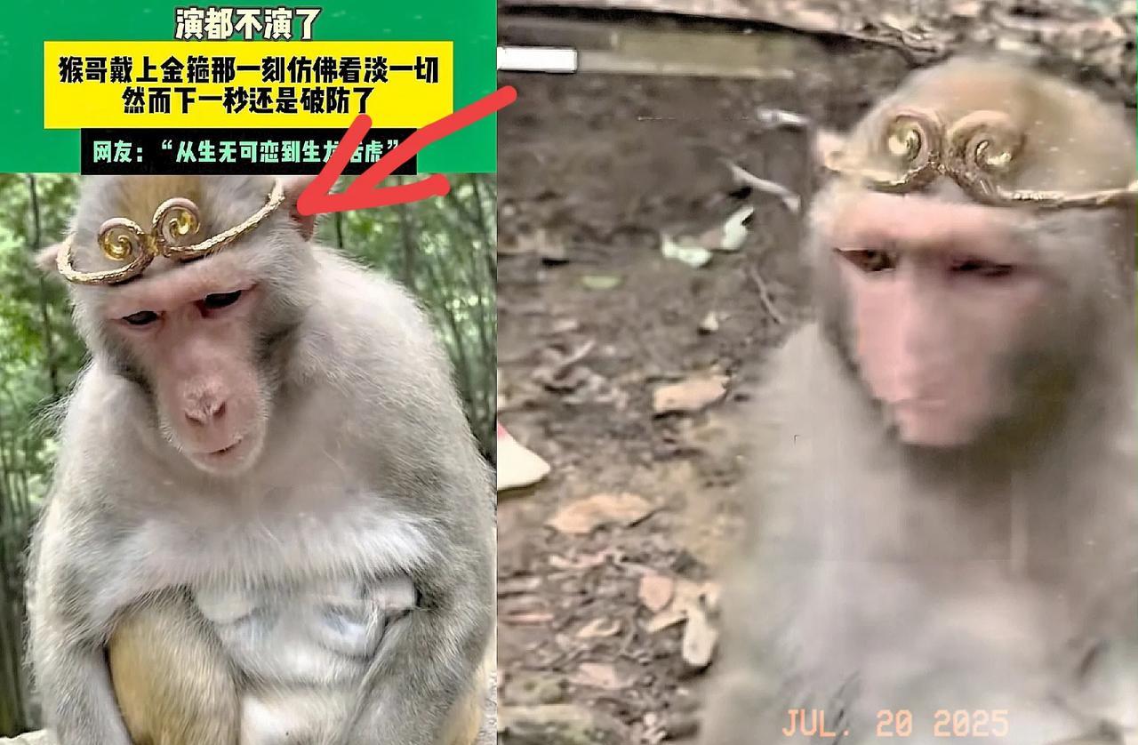 “彻底解释不清了！”贵州，一男子拿了一个金箍给猴子戴在了头上，他想试试这只猴子