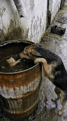 暖狗行为太感人啦👏