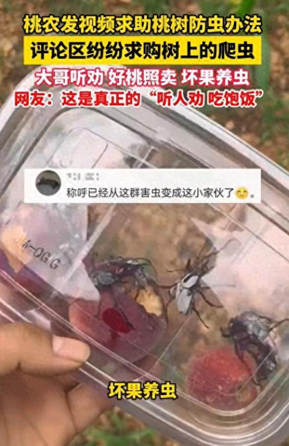 桃子被甲虫吃，桃助网上求助灭虫方法，却意外找到发财机会！一位桃农因自家种的桃
