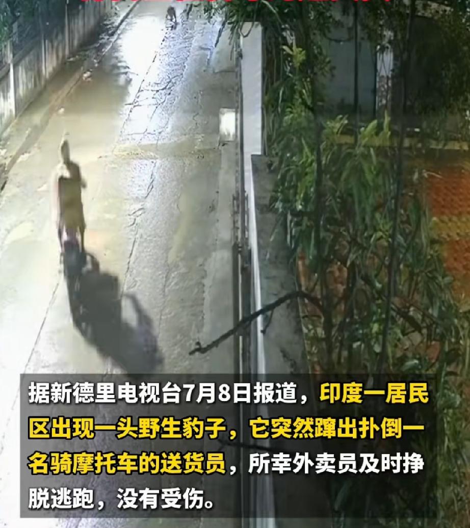 大千世界无奇不有，野生花豹与人类狭路相逢，最终各自安好。7月7日晚上，印度中央