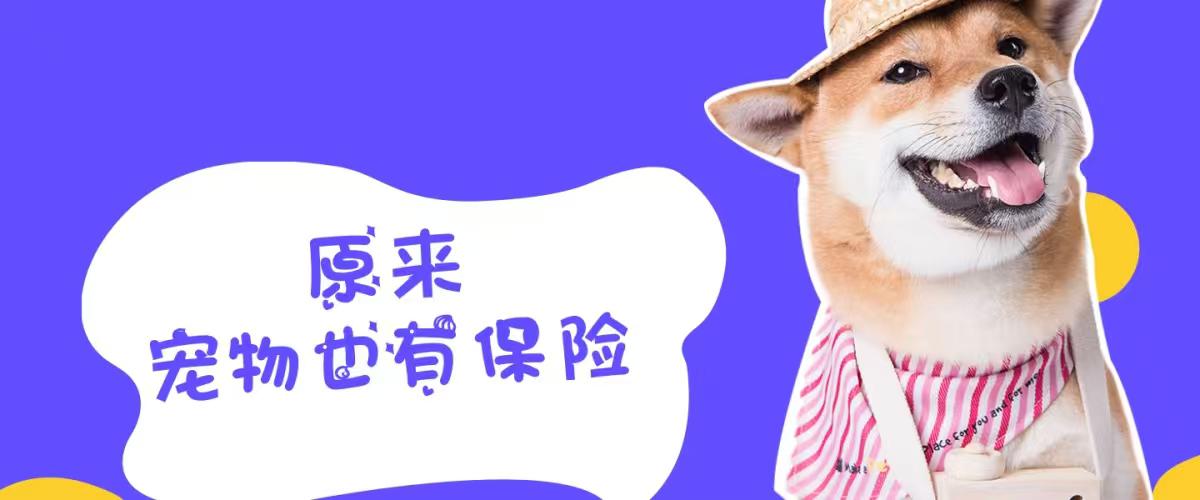 哈尔滨姜女士的宠物猫“汤圆”一出生，她就买了平安财险的宠物险。2026年1