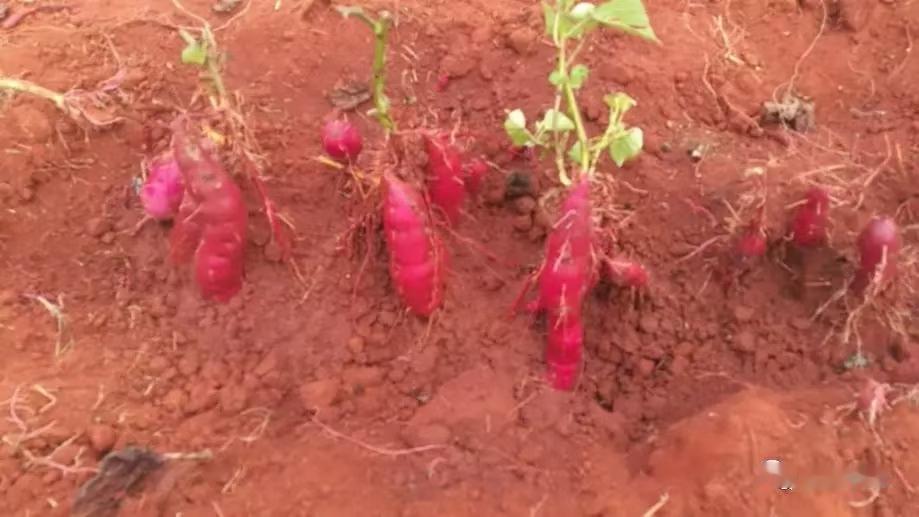 想让红薯长得光滑、无裂口、无虫眼、不畸形，核心是：疏松土壤+高垄+平栽+控氮增钾