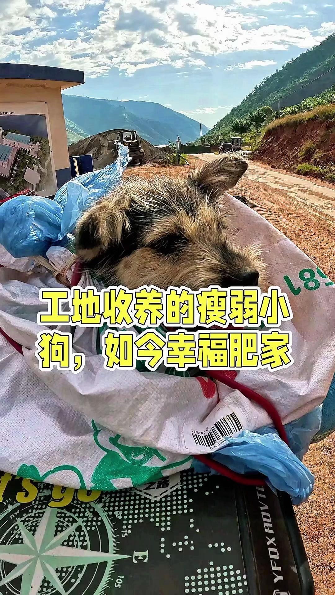 考虑到工地要撤了，不能让它成流浪狗，就决定带回去养。现在在家养了两个月，明显胖了