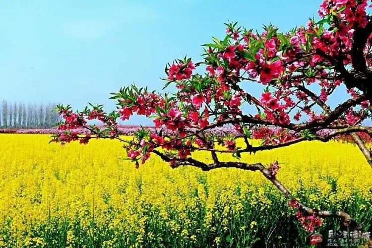 春日花海，粉樱盛开，与金黄相映成趣，美不胜收！🌸🌼🌾当时漫步在这片花海中，