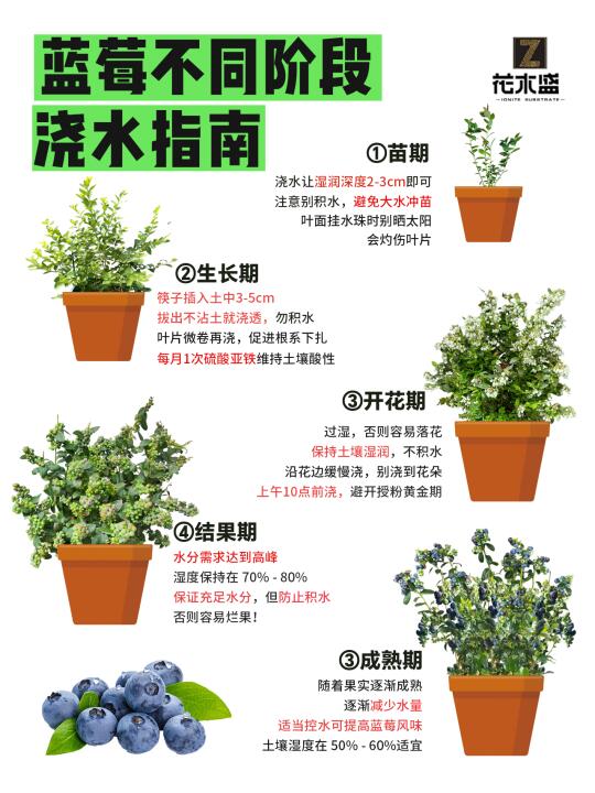 蓝莓全阶段浇水指南丨新手必看