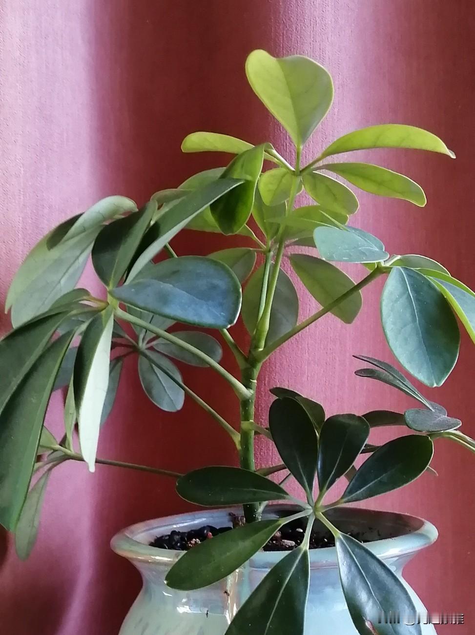 朋友送我一个花盆，里面栽着一棵小苗。放在阳台上不到一个月，我因出门，差不多20