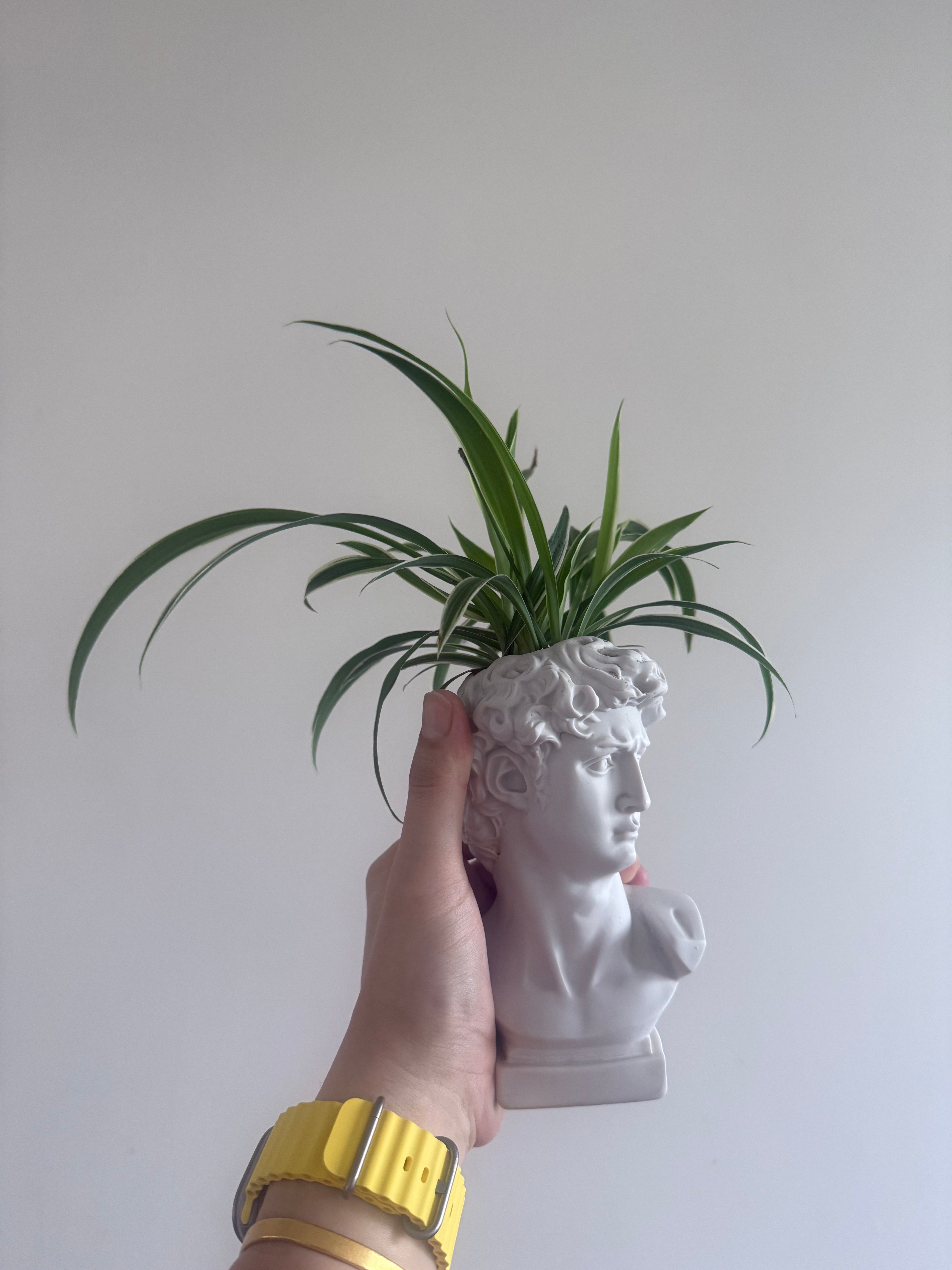 吊兰真是随便养随便活随便好看的植物